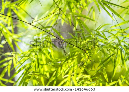 Bamboo leaves in a jungle background
