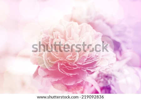 Soft focus photo Roses flower made with pastel tones