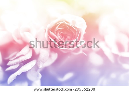 colorful rose flower in soft color soft focus and blur background in color tone pastel bright