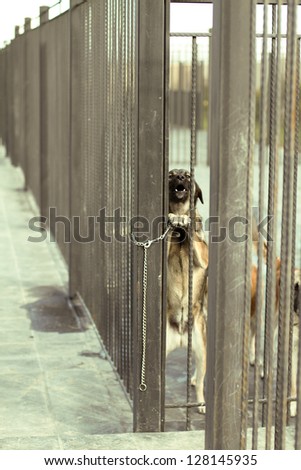 Dog In Jail Waiting For Adoption