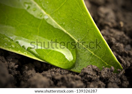 Ecological Concept - Leaf With Drop On Black Ground