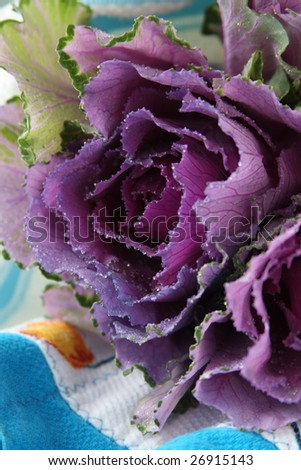 Purple Kale Flower