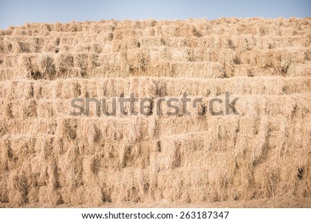 Pile of straw used animal food in farm