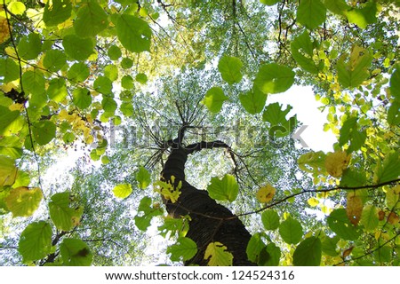 Summer forest worm\'s-eye view. Autumn background. Leaf silhouette. The trunk with leaves. Branch with leaves in autumn forest. Tree  silhouette. Looking up scene