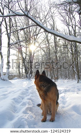 A dog turned his head to the sun in a winter forest. A dog silhouette on winter background.  A dog in the morning sunlight. A dog on snow