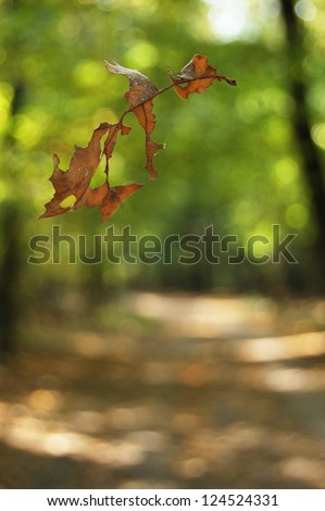 The yellow oak weather-beaten leaf falls down swirled round by the wind in autumn forest. Leaf texture. Oak leaf. Falling leaf on the autumn background.