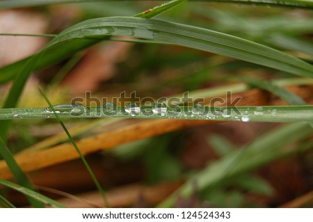 Dewdrops on grass in autumn forrest . Grass texture. Dewdrop texture. water drops on the green grass. soft green grass background. Fresh green leaf