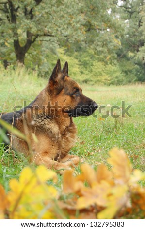 A dog in autumn forest. A dog silhouette on autumn background. the dog profile