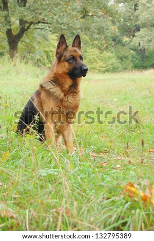 A dog in autumn forest. A dog silhouette on autumn background.