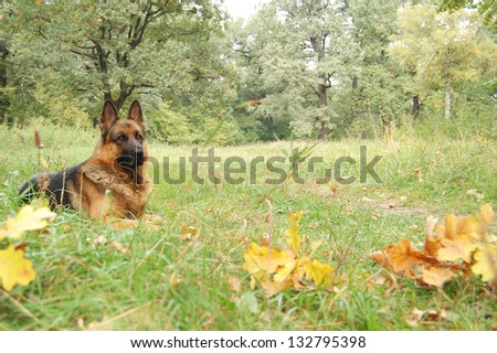 A dog in autumn forest. A dog silhouette in autumn background.