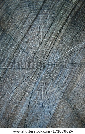 Cross section of tree trunk. Painted grey wooden annual rings.Tree rings in the trunk. Detail of annual rings of a tree trunk in the forest. A close up of the cut of a tree