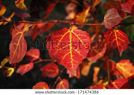 Red leaf texture in autumn. The branch with red leaves. autumn background. autumn leaves. Leaf texture