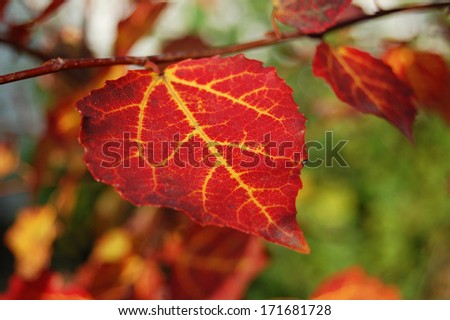 Red leaf texture in autumn. The branch with red leaves. autumn background. autumn leaves. Leaf texture