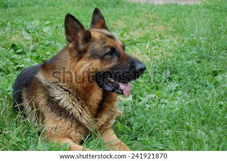 A dog in summer garden. A dog silhouette on a green grass background.