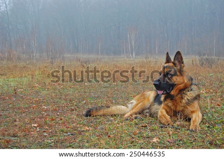 A dog in autumn forest. A dog silhouette on autumn leaves background.
