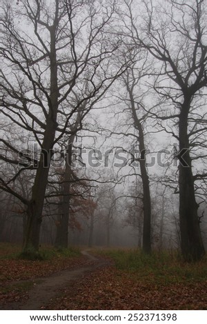 Path leads in autumn foggy forest