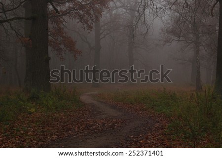 Path leads in autumn foggy forest
