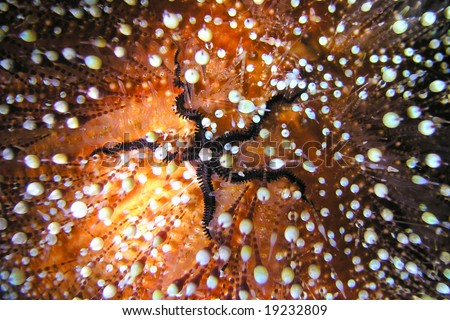 Toxic sea urchin with victim between spikes
