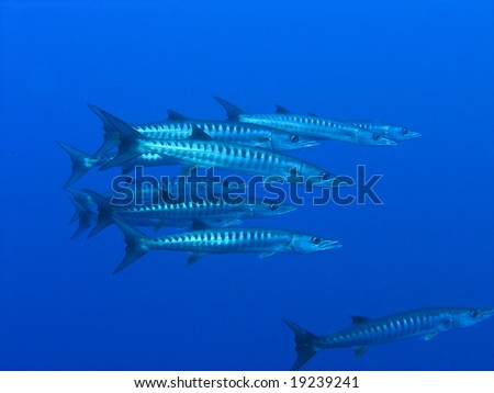 Shoal of Barracudas