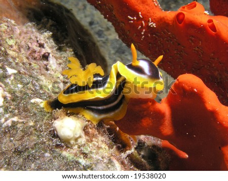 Pajama sea slug eating red sponge