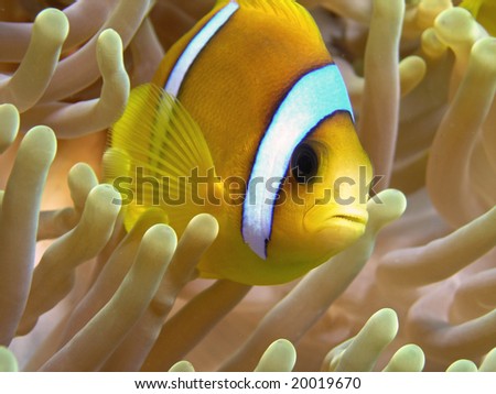 anemone fish - clown fish