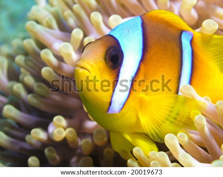 anemone fish - clown fish