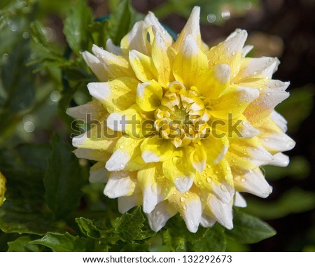 Yellow and White flower.