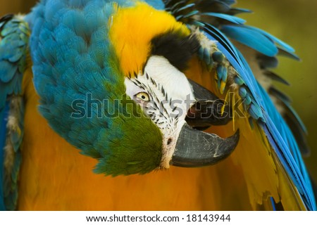 Yellow and Blue Parrot