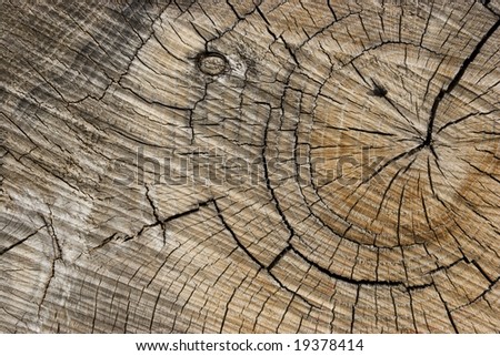 Tree Ring Background