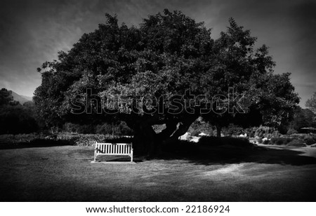Bench Under Tree