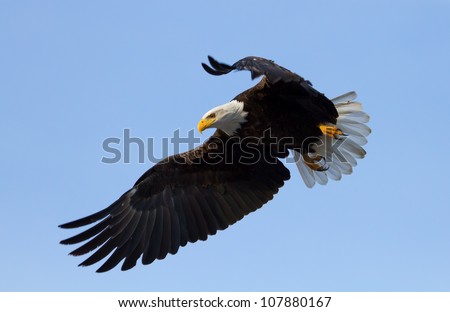A Bald eagle with wings spread, about to land. Taken at the Klamath Basin Wildlife Refuges