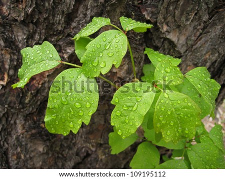 Leaves of poison oak plant with water droplets after rain
