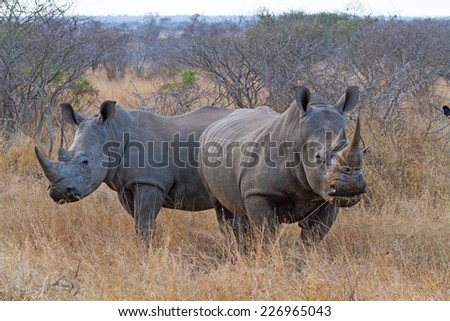 Pair of White Rhinos Grazing at Kruger National Park, South Africa