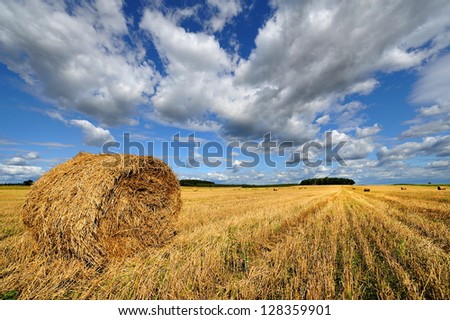 Rolls of hay on the field after harvest