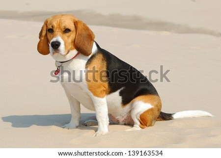 Small dog, beagle puppy playing with frisbee on beach