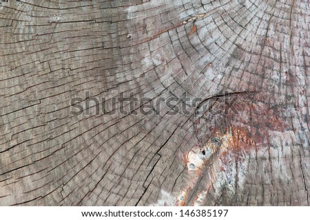 Background cut pine tree abstract cracked