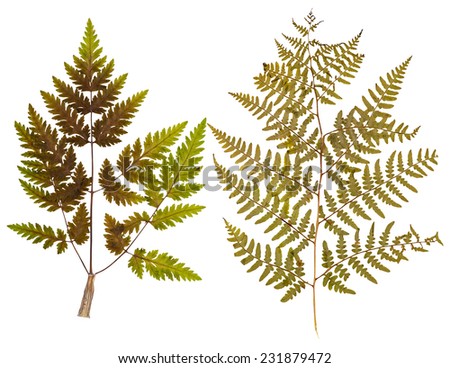 Set of wild dry leaf fern pressed, isolated