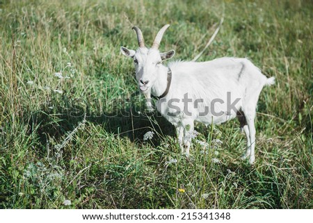 funny goat in field