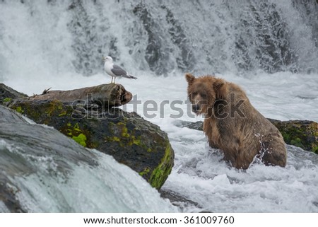 A grizzly bear catches salmon in the shallow waters at the base of a waterfall during the annual salmon run - Brook Falls - Alaska
