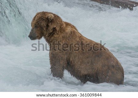 A grizzly bear catches salmon in the shallow waters at the base of a waterfall during the annual salmon run - Brook Falls - Alaska