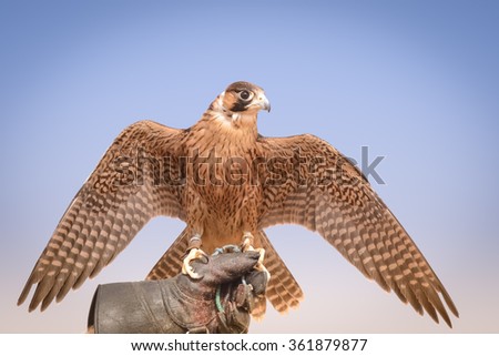 Peregrine falcon used to hunt quail and other desert birds in the Arabian peninsula. They are the fastest animals in the world - Bedouin settlement - Dubai - UAE