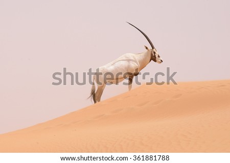 An Oryx roam and run over the dunes of the Dubai Desert Conservation Area - Desert fauna includes Oryx, gazelles, wild dogs, caracals and wild cats - UAE