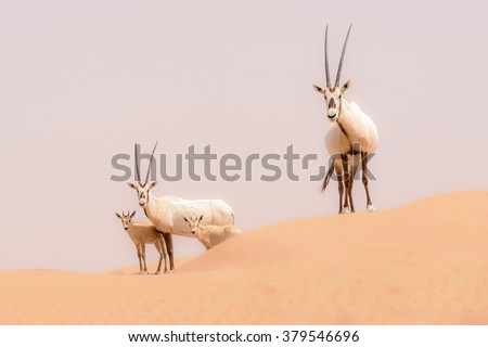 An Oryx family roam the dunes of the Dubai Desert Conservation Area, UAE