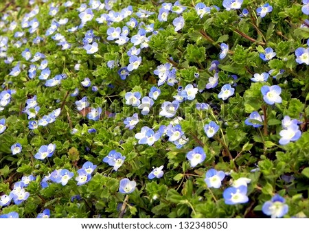 Beautiful small blue flowers that makes spring meadows look sea blue/Forget-me-not flowers