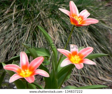 Nature bouquet of three blooming red flowers with green grass in background./Three red flowers