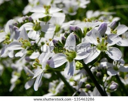 Small beautiful white flowers on the spring sun. Forming the beautiful spring background./Small beautiful white