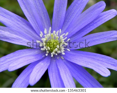 Two flowers with violet petals close view. Flowers forming the background/Violet flower