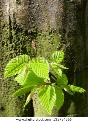 Young hornbeam tree sapling growing from the wood/Hornbeam tree sapling