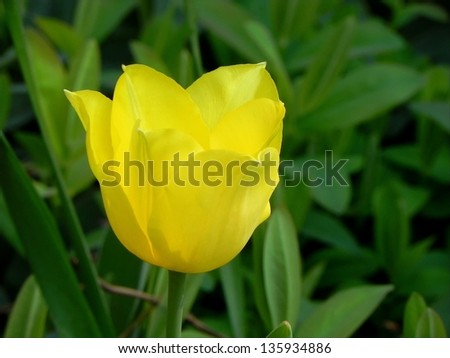 Close side view on the yellow Tulip with blur natural green background/Yellow Tulip