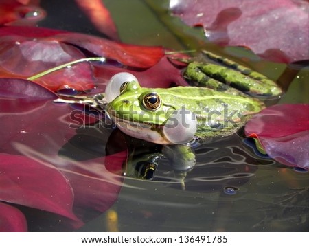Green frog on the red lotus leaves producing the love sound/Froggy love sound
